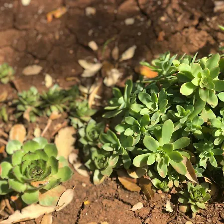 Apartment Morena Cilipi