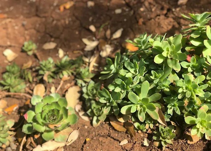 Appartement Morena Čilipi